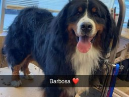 barbosa4
