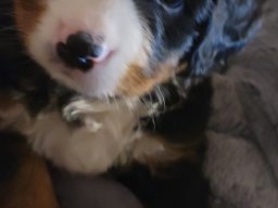 Puppies26DEC24