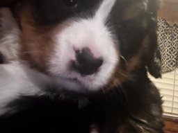 Puppies26DEC24