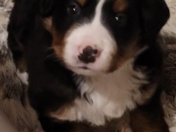 Puppies26DEC24