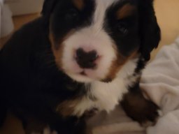 Puppies26DEC24