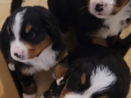 Puppies26DEC24