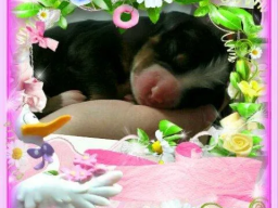 Puppies