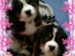 Puppies