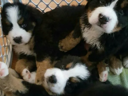 Puppies