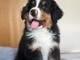 Pupdates