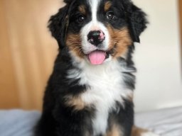 Pupdates