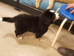 Puppies