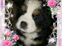 Puppies