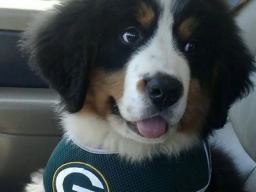 Puppies