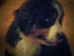 Puppies