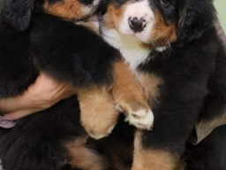 Puppies