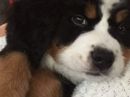 Puppies