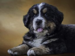 Pasch's Bernese Mountain Dog Puppy