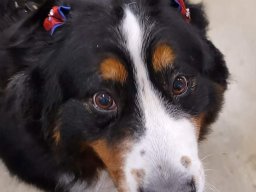 Daphne